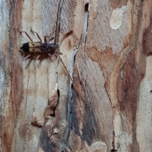 Phoracantha recurva at Corrowong, NSW - 21 Aug 2019