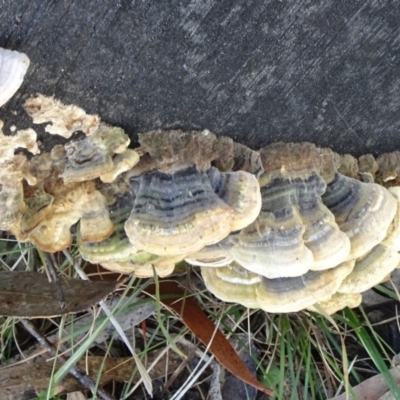 Trametes versicolor (Turkey Tail) at Lower Cotter Catchment - 28 Aug 2019 by JanetRussell