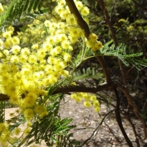 Acacia mearnsii at Cotter River, ACT - 28 Aug 2019 11:05 AM