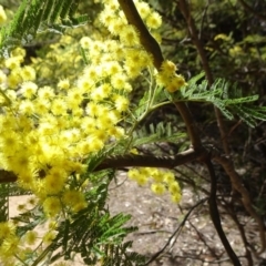 Acacia mearnsii (Black Wattle) at Cotter River, ACT - 28 Aug 2019 by JanetRussell