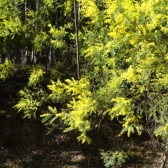 Acacia mearnsii at Cotter River, ACT - 28 Aug 2019