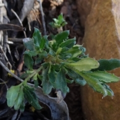 Gonocarpus tetragynus at Cotter River, ACT - 28 Aug 2019 by JanetRussell