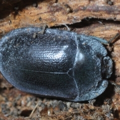 Pterohelaeus striatopunctatus (Darkling beetle) at Pialligo, ACT - 25 Aug 2019 by Harrisi
