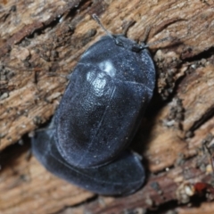 Pterohelaeus striatopunctatus at Pialligo, ACT - 25 Aug 2019