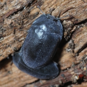 Pterohelaeus striatopunctatus at Pialligo, ACT - 25 Aug 2019