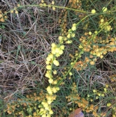 Acacia elongata (Swamp Wattle) at Sanctuary Point, NSW - 27 Aug 2019 by Megan123