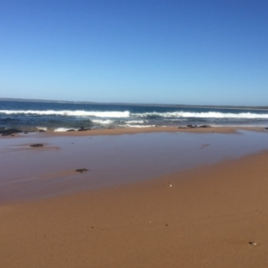 Haematopus fuliginosus at Kinghorne, NSW - suppressed