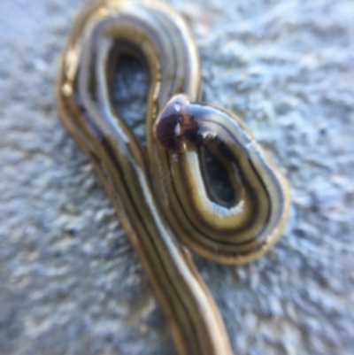 Bipalium kewense (Hammerhead flatworm) at Berry, NSW - 29 Aug 2019 by Megan123