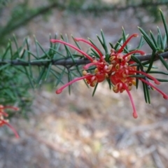 Grevillea juniperina subsp. fortis (Grevillea) at Isaacs, ACT - 27 Aug 2019 by Mike