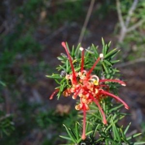 Grevillea juniperina subsp. fortis at Isaacs, ACT - 27 Aug 2019