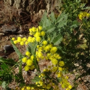 Acacia baileyana x Acacia decurrens at Isaacs, ACT - 27 Aug 2019 03:21 PM