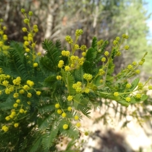 Acacia baileyana x Acacia decurrens at Isaacs, ACT - 27 Aug 2019