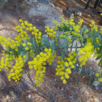 Acacia baileyana (Cootamundra Wattle, Golden Mimosa) at Isaacs, ACT - 27 Aug 2019 by Mike