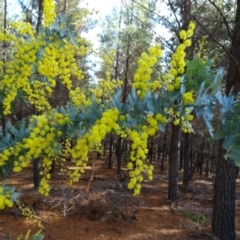 Acacia baileyana at Isaacs, ACT - 27 Aug 2019