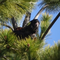 Zanda funerea (Yellow-tailed Black-Cockatoo) at Jerrabomberra, ACT - 27 Aug 2019 by Mike