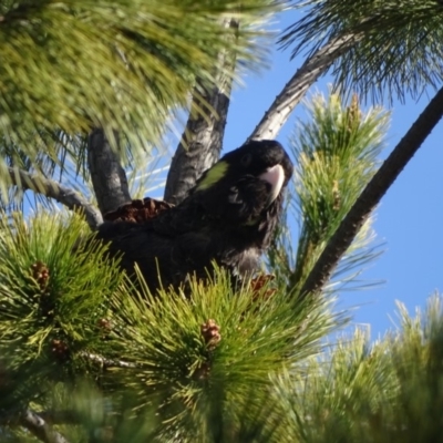 Zanda funerea (Yellow-tailed Black-Cockatoo) at Jerrabomberra, ACT - 27 Aug 2019 by Mike