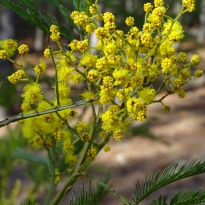 Acacia decurrens (Green Wattle) at Jerrabomberra, ACT - 27 Aug 2019 by Mike