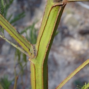 Acacia decurrens at Jerrabomberra, ACT - 27 Aug 2019