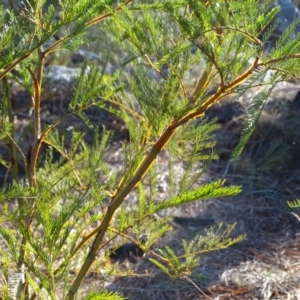 Acacia decurrens at Jerrabomberra, ACT - 27 Aug 2019 04:37 PM