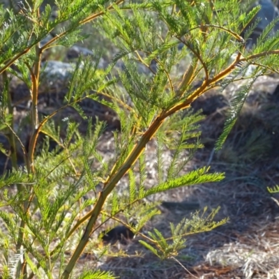 Acacia decurrens (Green Wattle) at Jerrabomberra, ACT - 27 Aug 2019 by Mike