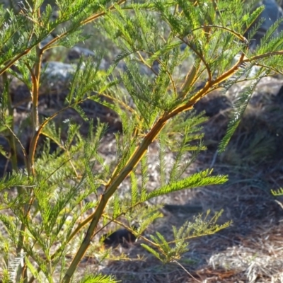 Acacia decurrens (Green Wattle) at Isaacs Ridge and Nearby - 27 Aug 2019 by Mike