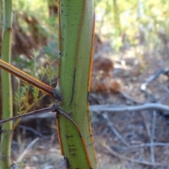 Acacia decurrens at Jerrabomberra, ACT - 27 Aug 2019 04:37 PM