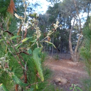 Olearia lirata at Jerrabomberra, ACT - 27 Aug 2019