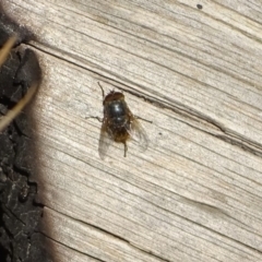 Calliphora sp. (genus) (Unidentified blowfly) at Isaacs Ridge and Nearby - 27 Aug 2019 by Mike