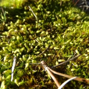 Campylopus clavatus at Jerrabomberra, ACT - 27 Aug 2019