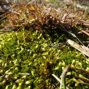 Campylopus clavatus at Jerrabomberra, ACT - 27 Aug 2019