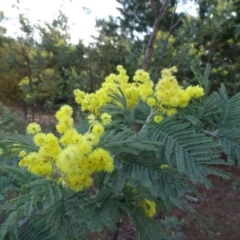 Acacia dealbata (Silver Wattle) at Isaacs Ridge and Nearby - 27 Aug 2019 by Mike