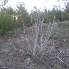 Ficus carica (Fig) at Isaacs Ridge and Nearby - 27 Aug 2019 by Mike