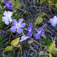 Vinca major (Blue Periwinkle) at Jerrabomberra, ACT - 27 Aug 2019 by Mike