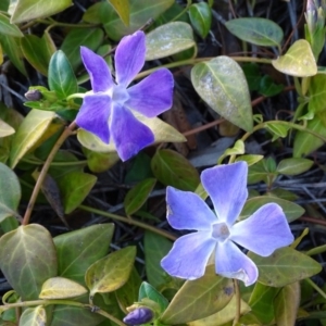 Vinca major at Jerrabomberra, ACT - 27 Aug 2019