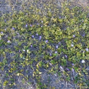 Vinca major at Jerrabomberra, ACT - 27 Aug 2019