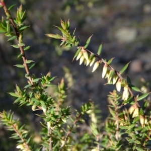 Styphelia fletcheri subsp. brevisepala at Jerrabomberra, ACT - 27 Aug 2019