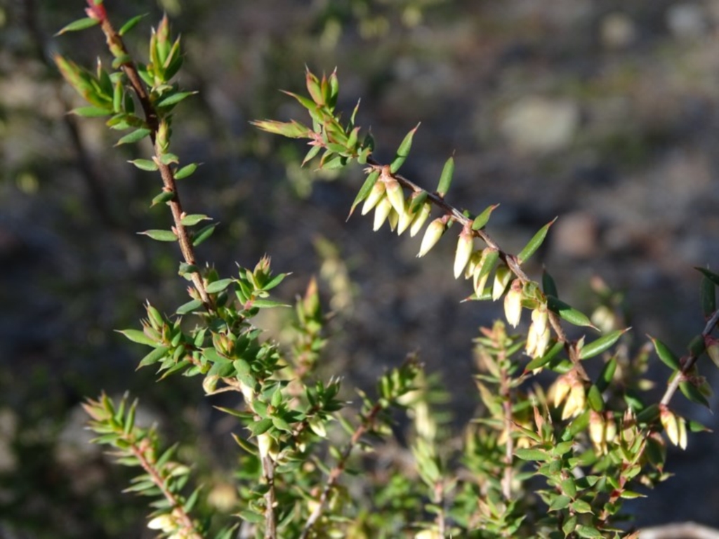 Leucopogon fletcheri subsp. brevisepalus at Jerrabomberra, ACT - 27 Aug 2019