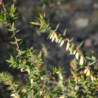 Leucopogon fletcheri subsp. brevisepalus (Twin Flower Beard-Heath) at Jerrabomberra, ACT - 27 Aug 2019 by Mike