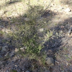 Leucopogon fletcheri subsp. brevisepalus at Jerrabomberra, ACT - 27 Aug 2019