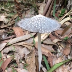 Coprinellus flocculosus (Flocculose Ink Cap) at Berry, NSW - 29 Mar 2018 by gerringongTB
