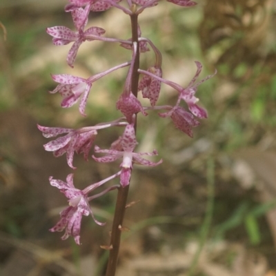 Dipodium punctatum (Blotched Hyacinth Orchid) at Seven Mile Beach National Park - 23 Dec 2018 by gerringongTB