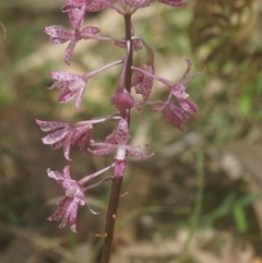 Dipodium punctatum (Blotched Hyacinth Orchid) at Berry, NSW - 23 Dec 2018 by gerringongTB