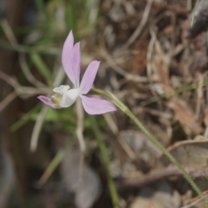 Caladenia picta at Berry, NSW - 17 Sep 2018