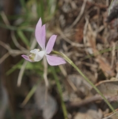 Caladenia picta (Painted fingers) at Berry, NSW - 17 Sep 2018 by gerringongTB