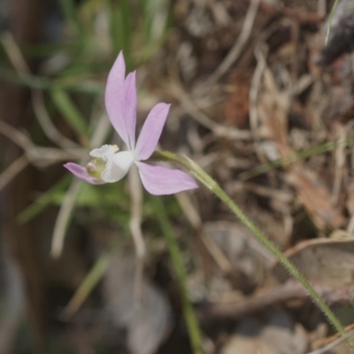 Caladenia picta (Painted Fingers) at Seven Mile Beach National Park - 17 Sep 2018 by gerringongTB