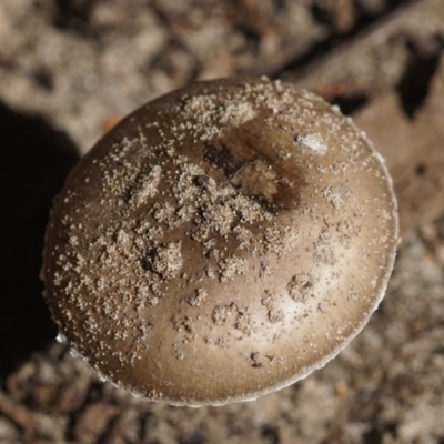 Amanita sp. (Amanita sp.) at Seven Mile Beach National Park - 16 Mar 2018 by gerringongTB