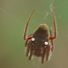 Hortophora sp. (genus) at Seven Mile Beach National Park - 16 Mar 2018 by gerringongTB