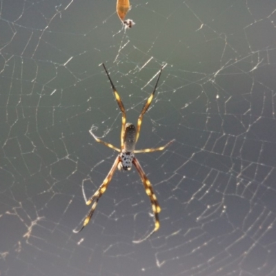 Nephila plumipes (Humped golden orb-weaver) at Seven Mile Beach National Park - 25 Mar 2014 by gerringongTB