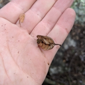 Lomatia myricoides at Captains Flat, NSW - 30 Aug 2019 11:49 AM