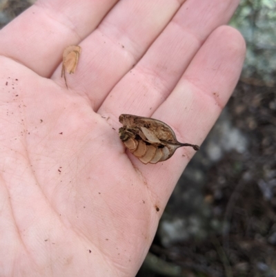 Lomatia myricoides (River Lomatia) at Captains Flat, NSW - 30 Aug 2019 by MattM